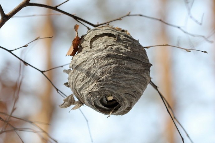 Устранение улья — это непростая задача для новичка и лучше всего доверить это действие опытному пчеловоду