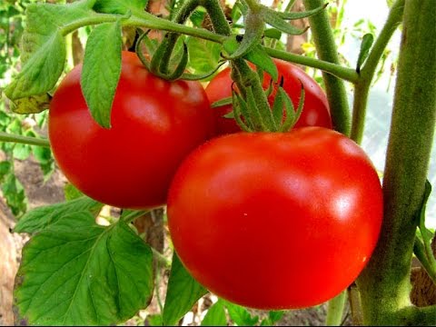 При подкормке томатов важен график внесения удобрений