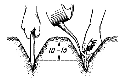 Лук-севок высаживается на глубину 10-15 см