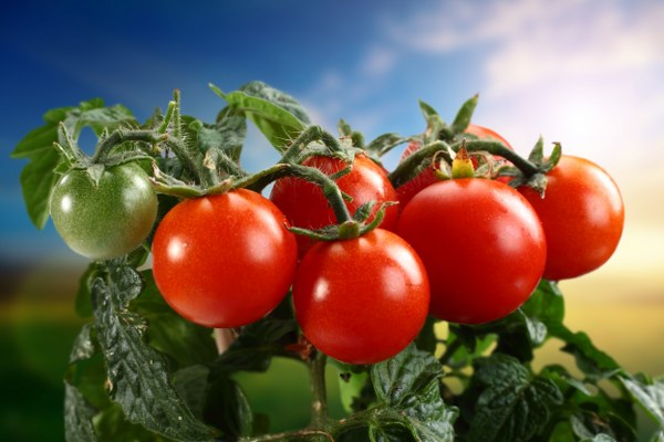 Крайне важно уметь вовремя поливать помидоры йодным раствором