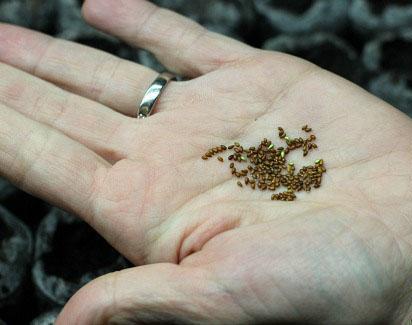 Семена виолы маленького размера, поэтому при посеве присыпать их нужно тонким слоем грунта