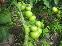 Жирование томатов предотвращает появление плодов, хотя само растение выглядит здоровым