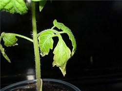 Часто процесс засыхания листьев томатов легко остановить