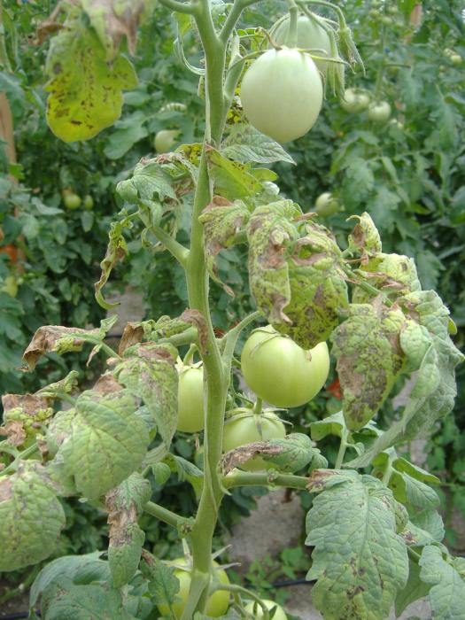 При несоблюдении правил ухода за посадками сложно уберечь грядки от фузариозного увядания томатов