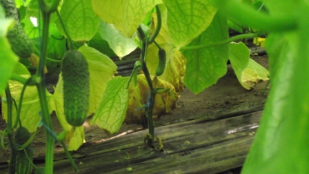 Существует несколько причин такого недомогания растений, следует быть внимательным, если на огурцах желтеют листья