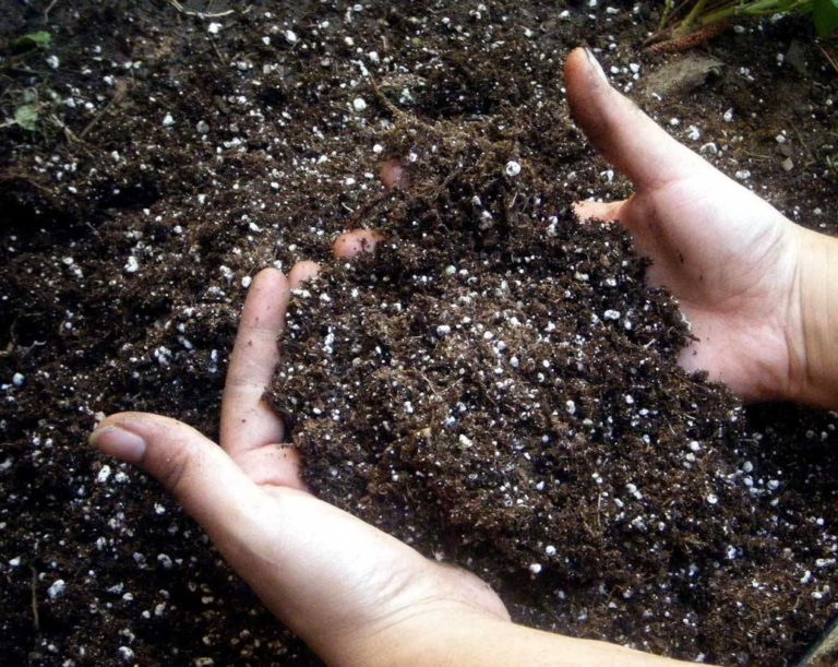 Для предотвращения недостатка кальция готовить тепличную почву необходимо с осени