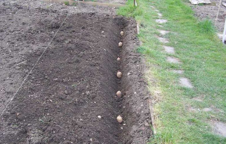 Применив метод посадки картофеля по Митлайдеру, вы получите более богатый урожай