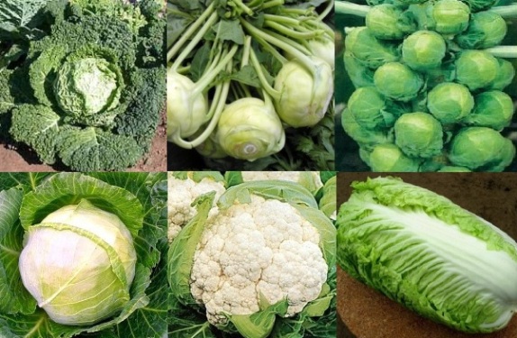 Из каждого представителя этого витаминного овоща можно сделать отдельное блюдо, поэтому капуста любима во многих семьях