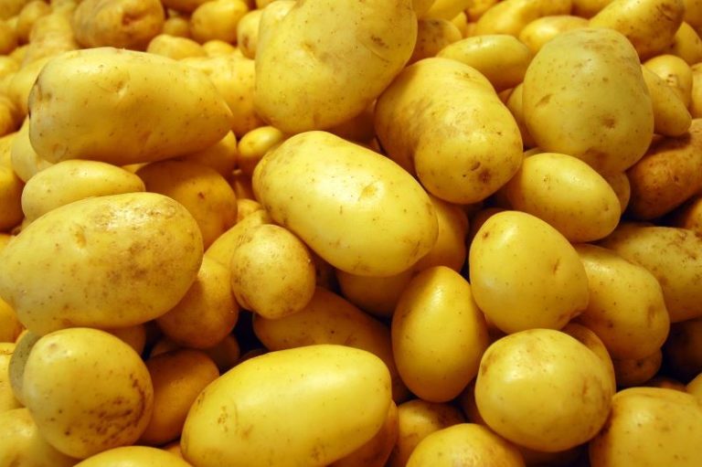 Выращивая картофель в теплице с обогревом, можно получить и очень ранний урожай молодых клубней