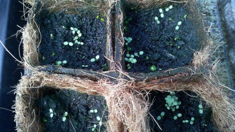 Взрослые растения любят почву с подпитками и добавки, но клубника из семян будет неплохо расти даже после высадки в самый обыкновенный грунт