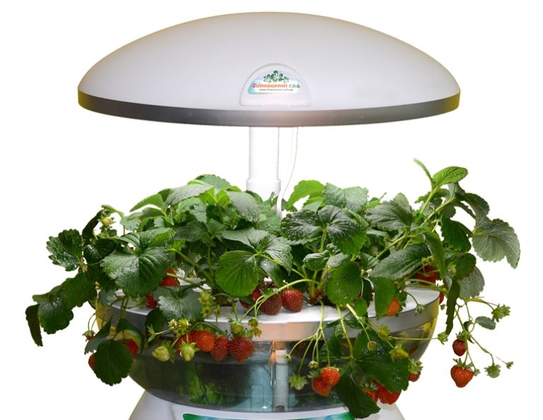 домашняя гидропонная установка для выращивания зелени