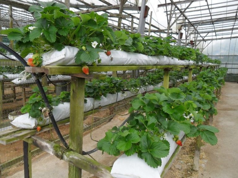 В Голландии такой способ выращивания ягод уже давно взят на вооружение