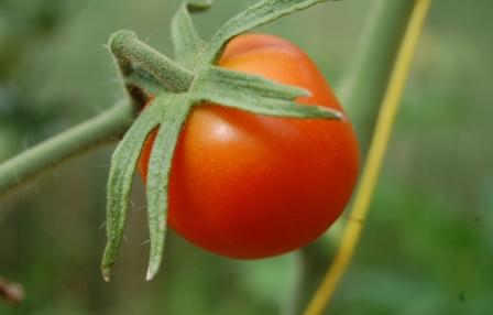 Многие овощные культуры, созданные отечественными селекционерами, привлекают внимание огородников. В том числе и помидоры Клуша