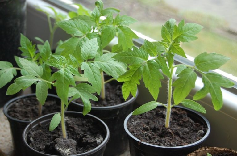Выращивание сорта томатов Король королей специалисты и селекционеры рекомендуют производить рассадным способом