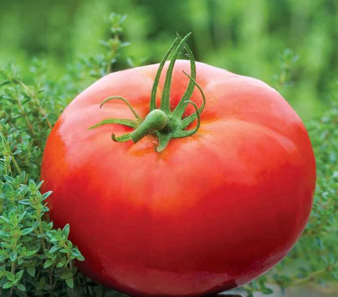 Форма помидора округло-плоская