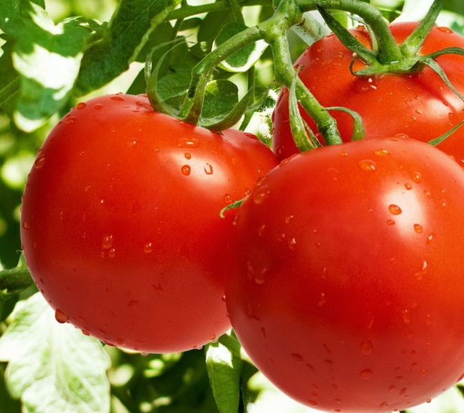 Если помидоры выращиваются исключительно для применения в пищу в свежем виде, то сорта стоит подбирать по вкусовым качествам