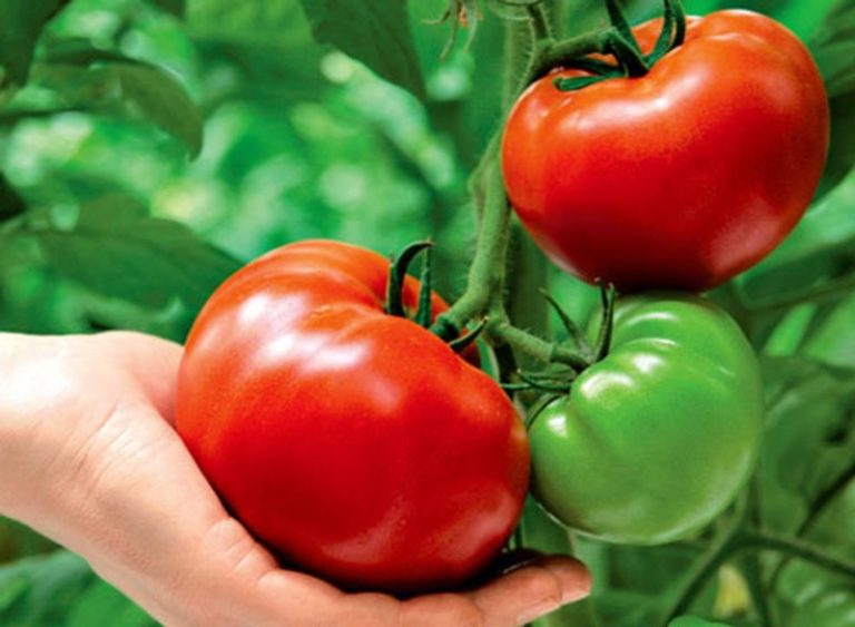 Индетерминантные — сорта помидоров для теплиц, дающие самые большие плоды