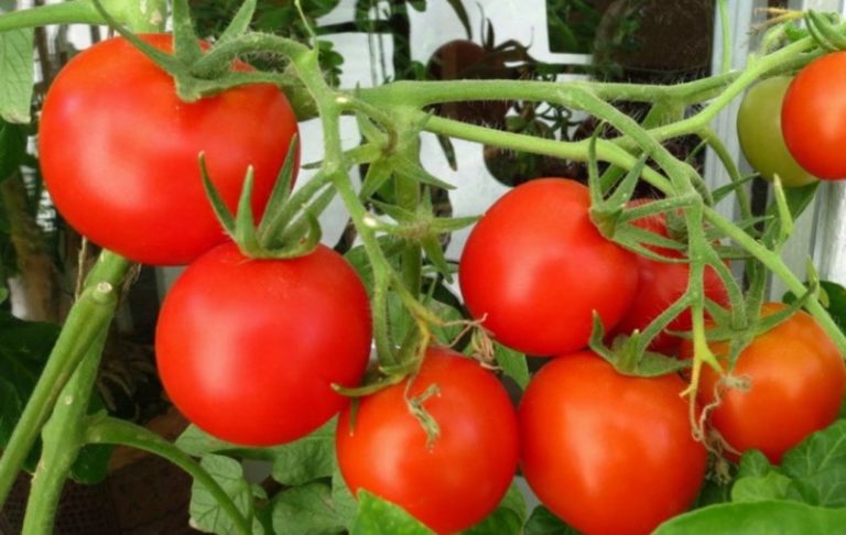 Современные селекционеры вывели сотни сортов как обычных крупноплодных томатов, так и гибридов