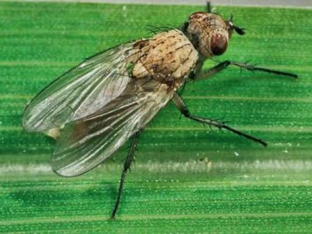 Луковая муха - безобидное на вид насекомое