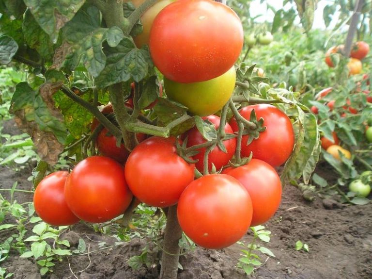 Обычно в открытом грунте выращиваются среднеранние, среднепоздние и поздние сорта томатов