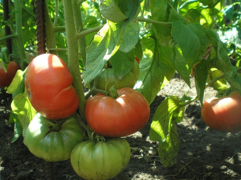 Если приусадебный участок достаточно большой, и имеется возможность рассаживания растений на грядках с широкими междурядьями, можно обратить внимание на сорта томатов с высотой от 70 до 120 см