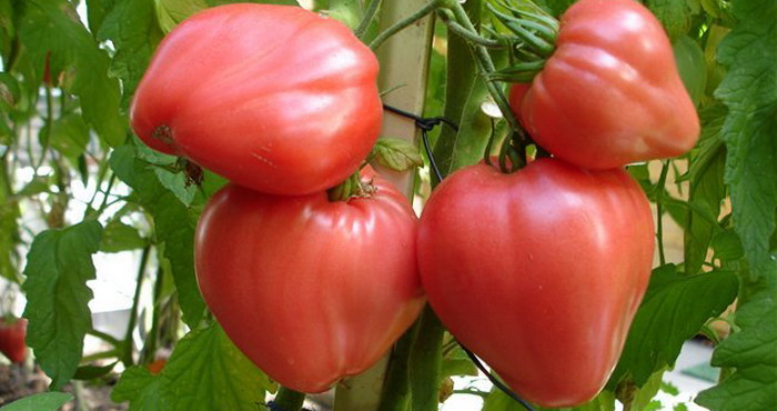 Лучшие сорта томатов для открытого грунта могут отличаться различными формами и размерами плодов