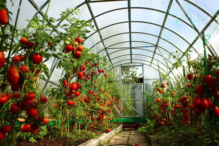 Были выведены сорта томатов, которые не подвержены многим опасным вирусным и грибковым заболеваниям
