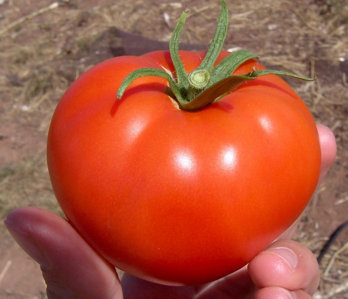 Сорт Мальва f1 можно выращивать в открытом грунте, но предназначен он преимущественно для выращивания в остекленных и пленочных теплицах