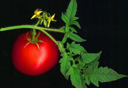 Спасти урожай, когда на растениях мало листьев - помидорах в открытом грунте, в теплице или у рассады, - может своевременное обнаружение и ликвидация негативных факторов
