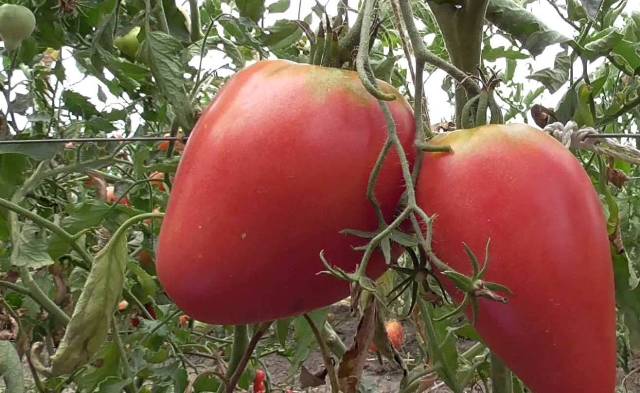 Индетерминантный, с неограниченным ростом основного стебля сорт томата Мазарини выведен отечественными специалистами по селекции