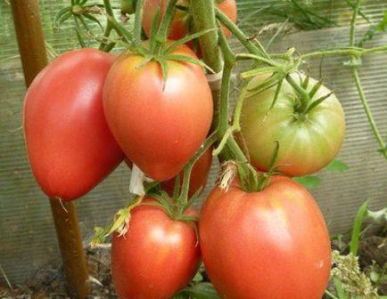 В рейтинг десяти наиболее популярных помидорных сортов входит томат Мазарини