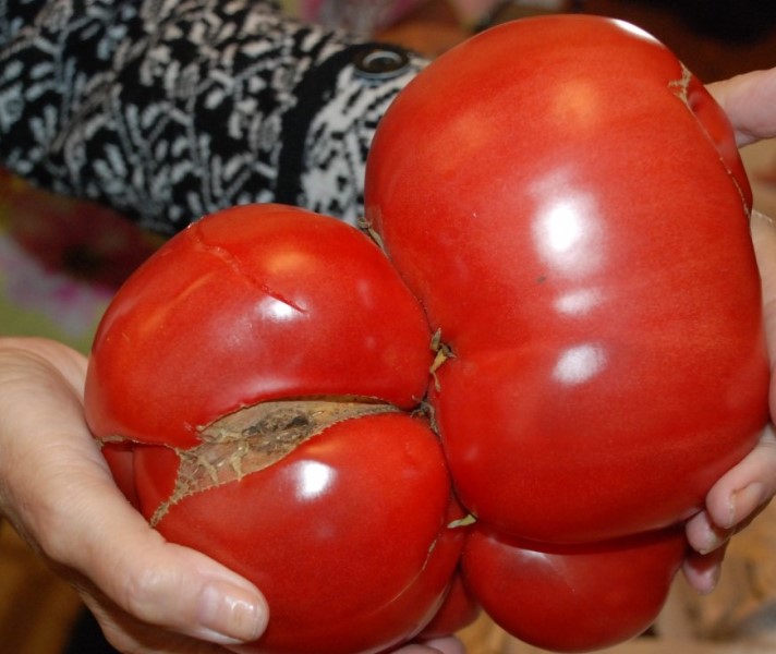 Стоит отметить, что помидоры Медвежья лапа, как и другие плоды томатных культур, наделены большим количеством полезных веществ