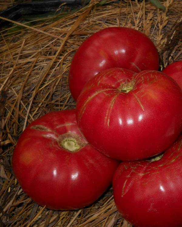 Овощи имеют округло плоскую конфигурацию и ярко-красный цвет