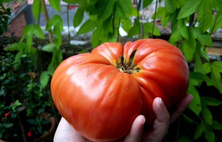 Крупные плоды вырастают до 800 г, но средний томат способен набрать вес до 350-400 г.