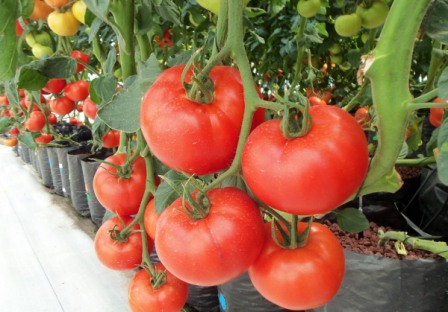 Выращивание помидоров по методу И М Маслова - интересная методика