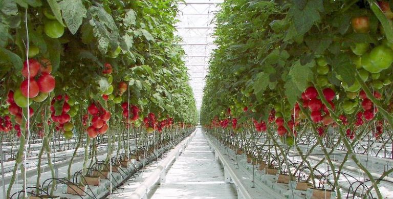 Выращивание томатов по методу Маслова по опыту многих огородников, применявших его, практически не имеет минусов