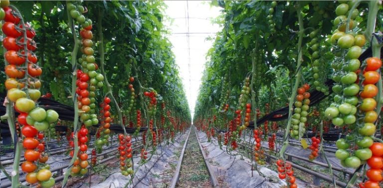 Укоренив таким образом свои томаты, помните, что обширная корневая система требует более внимательного ухода