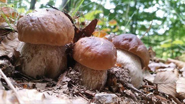 Выращивать белые грибы нужно в лесу, то есть среди деревьев