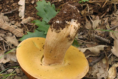 Выращивание мицелия возможно от одной-единственной шляпки гриба
