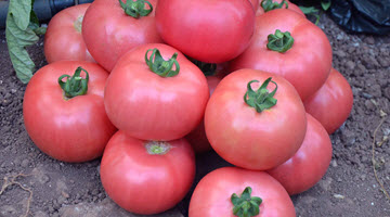 У любителей необычных сортов помидоров на грядке можно встретить томат Микадо розовый