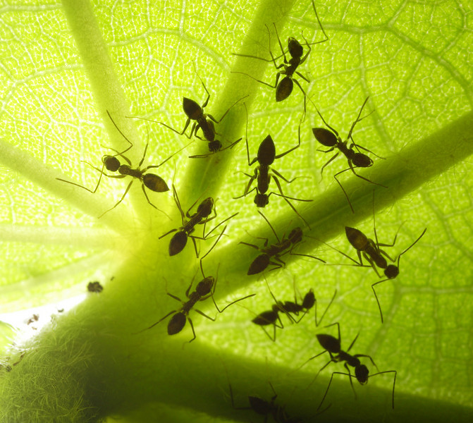 Если в вашей в теплице завелись муравьи, то следует как можно быстрее предпринять необходимые меры по их устранению