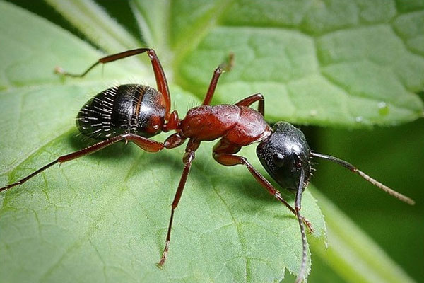 Существует множество различных способов, как вывести муравьев
