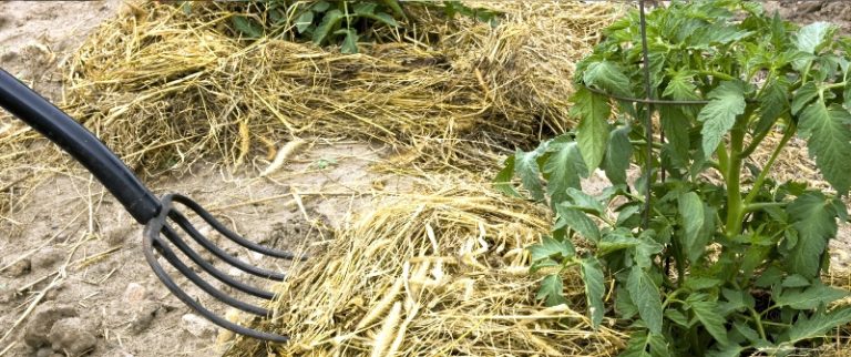 В результате такого агроприема создаются предпосылки для развития полезной микрофлоры и накопления питательных веществ в почве