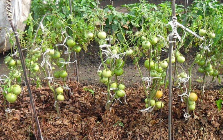 Мульчирование томатов в теплице улучшает плотность сложения почвы, в результате чего томат быстрее развивается, и повышается его плодородность