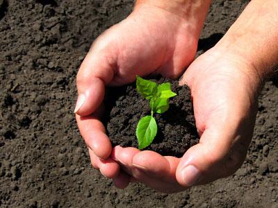 Обеззараживание почвы и обработка теплицы являются необходимыми составляющими получения хорошего урожая в теплице
