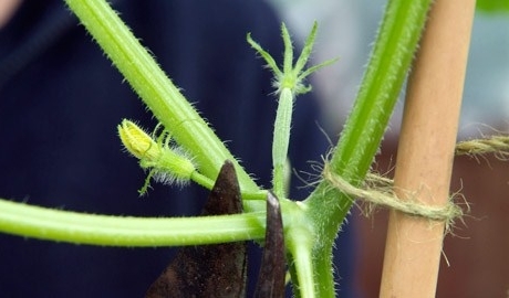 В нижней части стебля (пазуха между вторым и четвертым листьями) обрежьте цветочные зачатки и побеги, растущие в стороны
