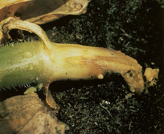 Гниль корневая — эта болезнь способна поразить посевы огурцов в теплице и на открытой грядке