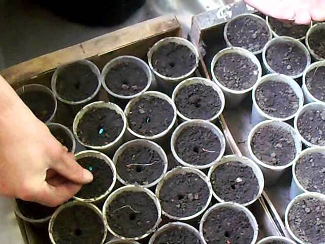 В каждый стаканчик нужно посадить по 2 семени, слабое удалить при появлении первого семядольного листочка