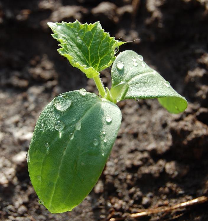 Для развития корневой системы растения нуждаются в фосфоре, на стадии интенсивного роста — в азоте, а после появления цветков нужно добавить к их рациону калий