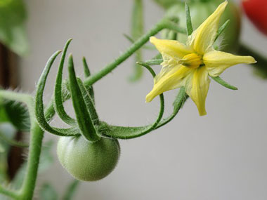 Опытные садоводы знают: чтобы собрать хороший урожай томатов, нужно правильно ухаживать за помидорами еще со стадии рассады